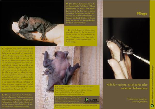 Faltblatt 'Hilfe für verirrte, erschöpfte oder verletzte Fledermäuse' (Seite 1)